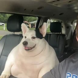 GoldenChubDog