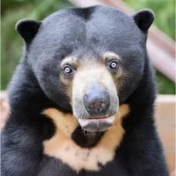 Sunbear