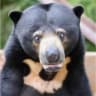 Sunbear