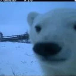 Polar1dipz