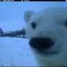 Polar1dipz