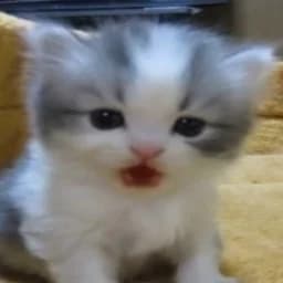 mmsalww
