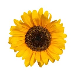 Floryn