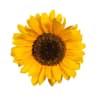 Floryn