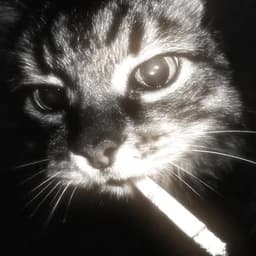 meowy33