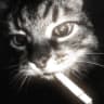 meowy33