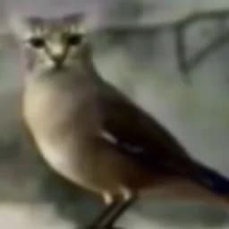 percious