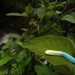 loneworm