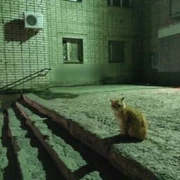 GoodCat