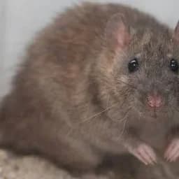 IAmRat