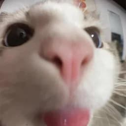 BenjitaBB