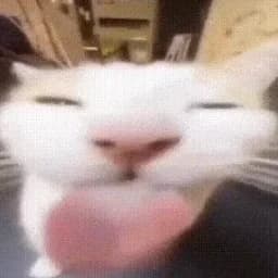 cattzero