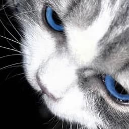 catboy12