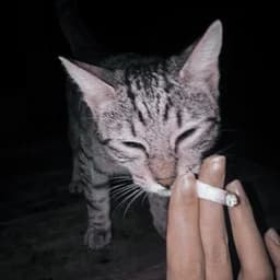 azurelynx602