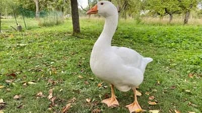 Gooseware V1