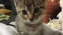 Nexbyte Hub - NEW | Come Share Your Script