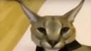 Skin hub update script [NEW]