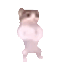 catdance
