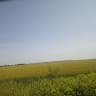 dima6767