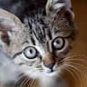 MaxeyTheCat