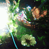 aliannas