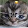 yyawsef