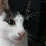 kikiismeowing