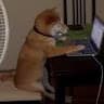 shiba44
