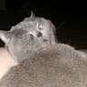 user729