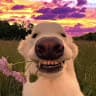 Dogchill