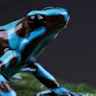 ribbit