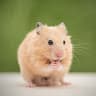 Hamsterious