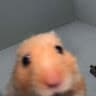 Hehehez