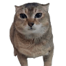 Maple