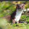 Poo_Eater