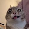 chillguy_36