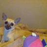 EL_CHANGO