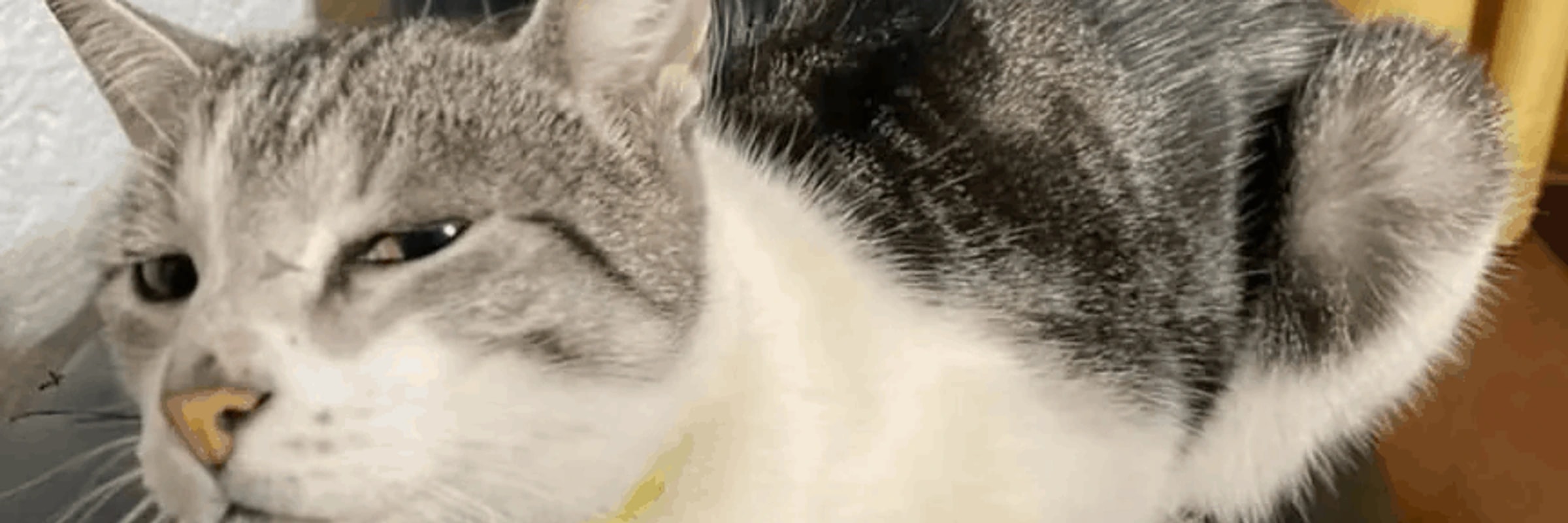 beg's banner