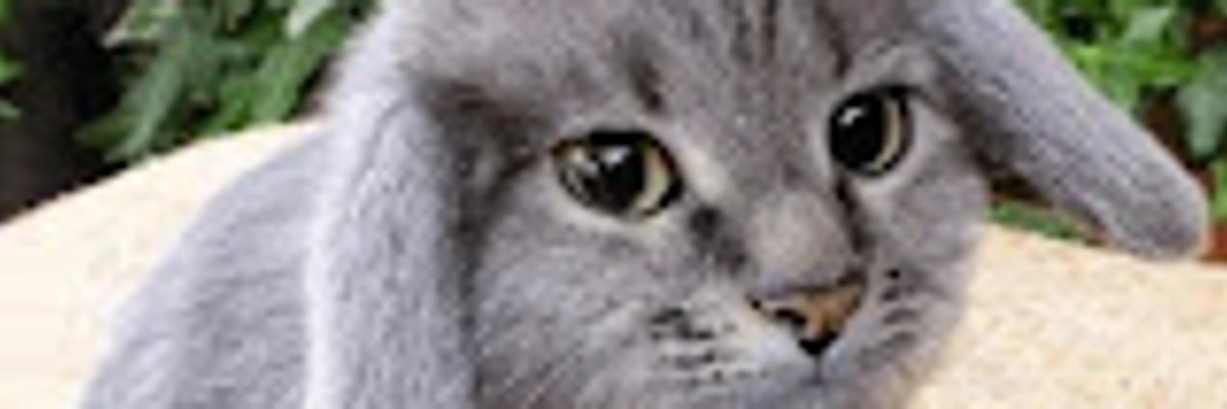 PaquoeTheScripter's banner
