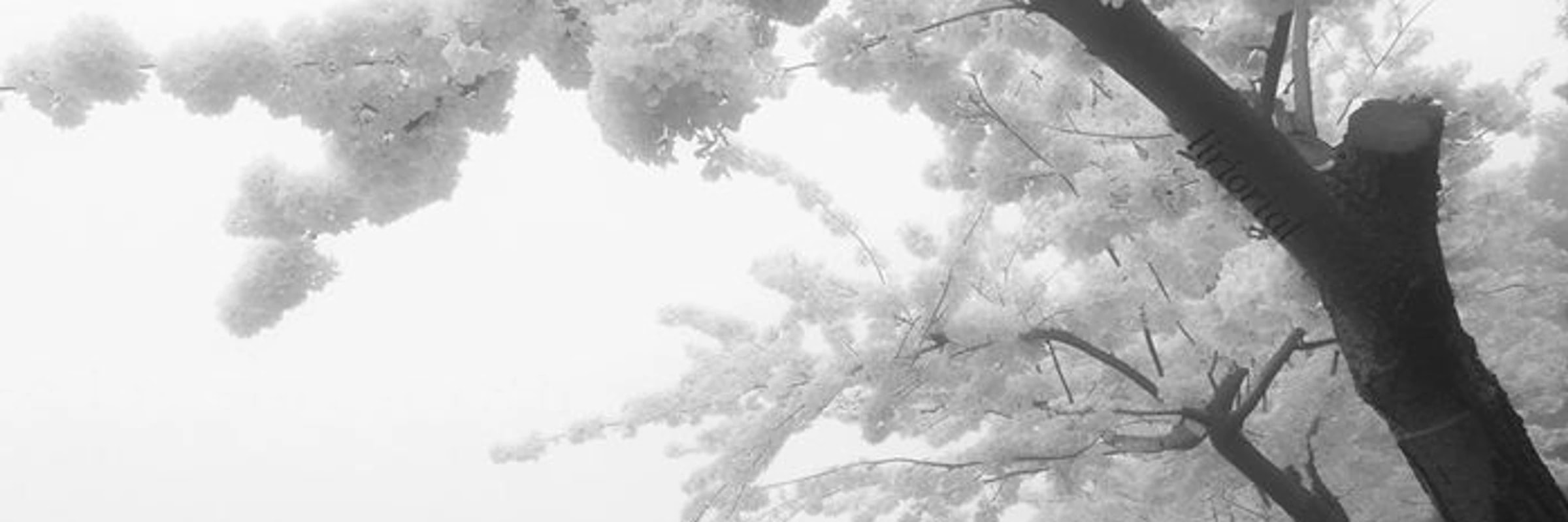 Nyx_suite's banner