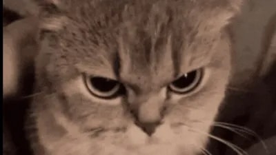 Rewind Script OPEN SOURCE