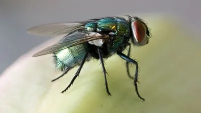 Fly/Noclip SCRIPT KEYLESS