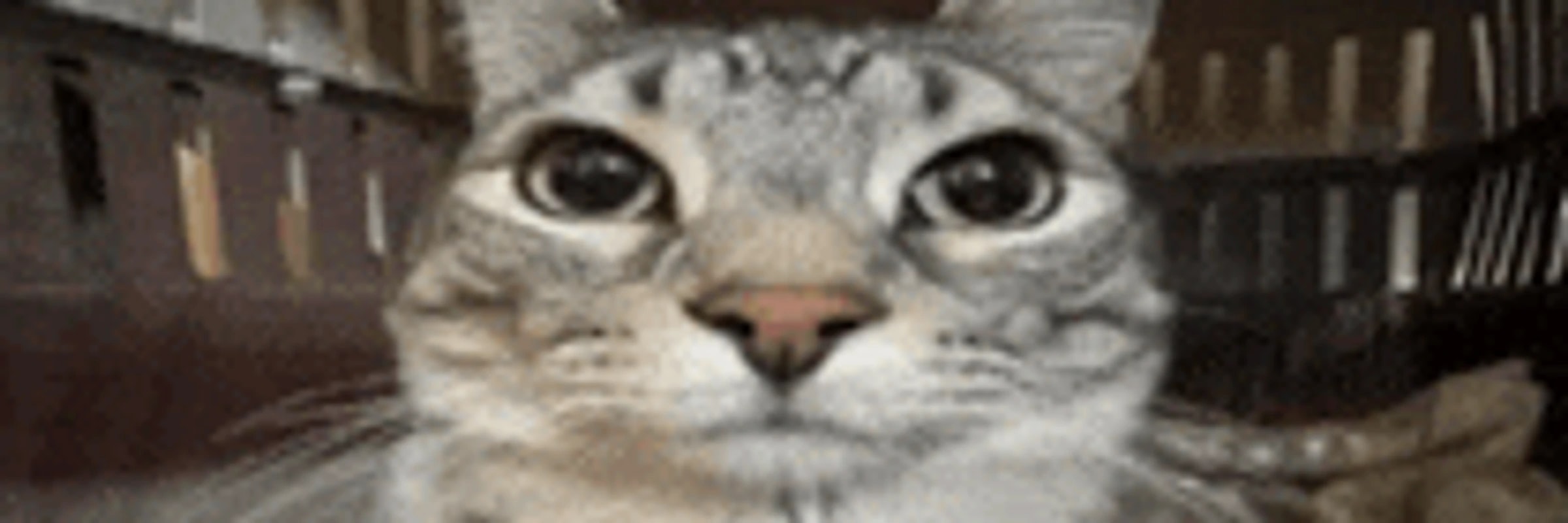 thereal_asu's banner