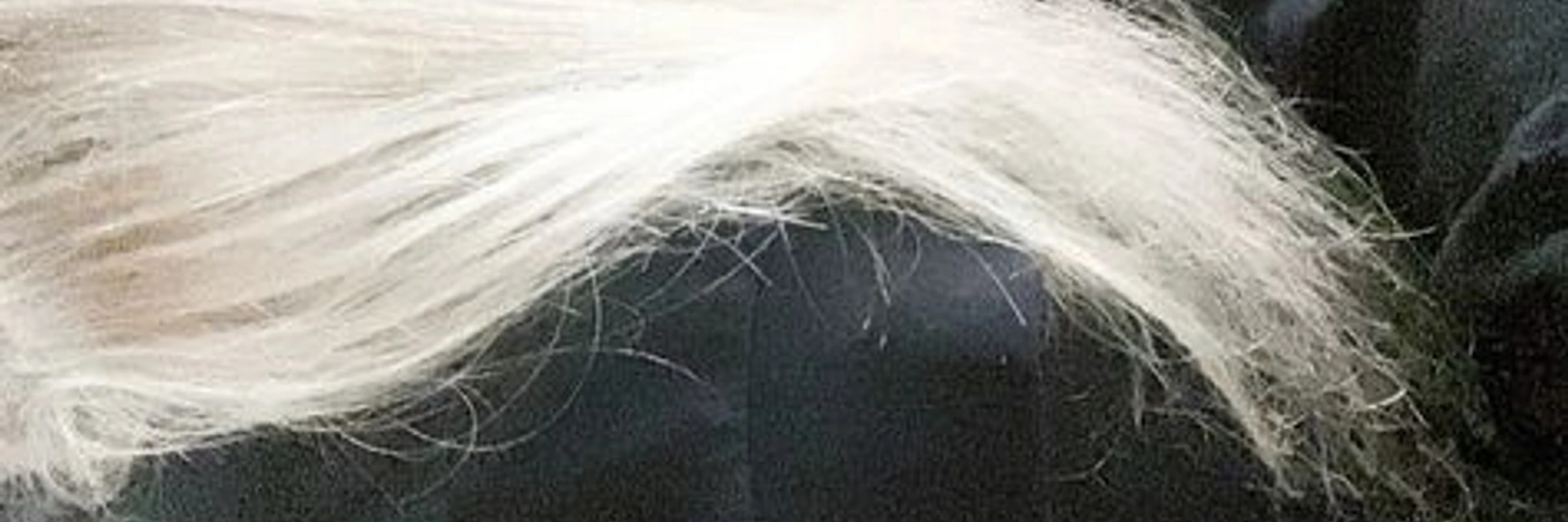 dnshavoc830's banner