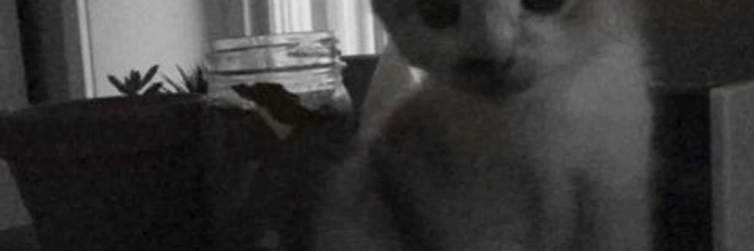 hashtableshard618's banner