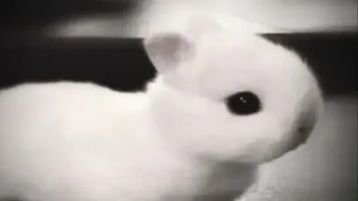 Experimental Fps booster