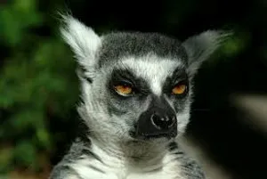 Lemur4iK
