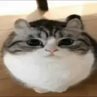 CatsScripts