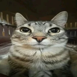rqo0d