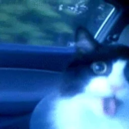 catware